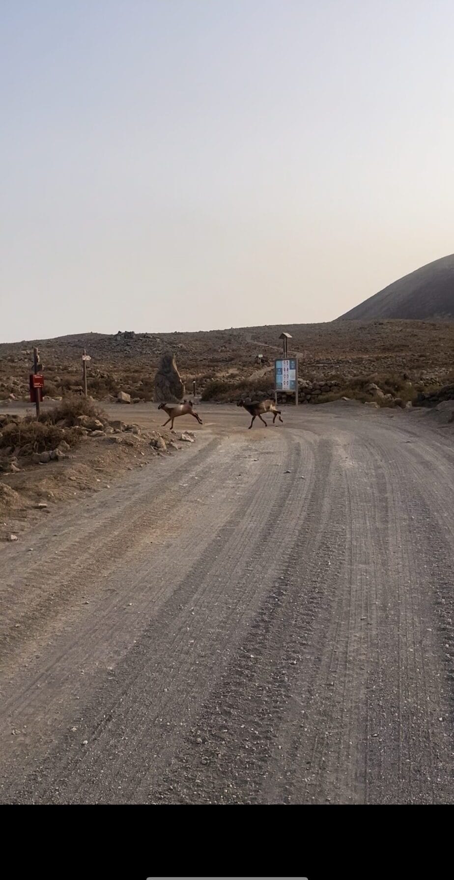 Goats crossing a dirt road near the volcano