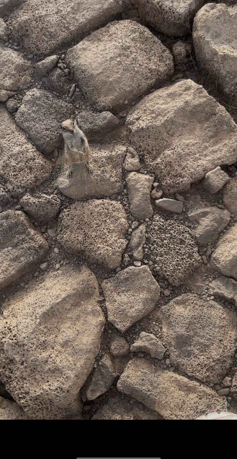 A squirrel on volcanic rocks