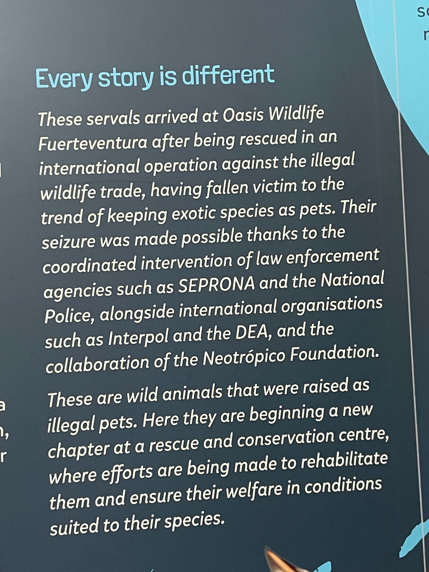 A sign at Oasis Wildlife about rescued servals