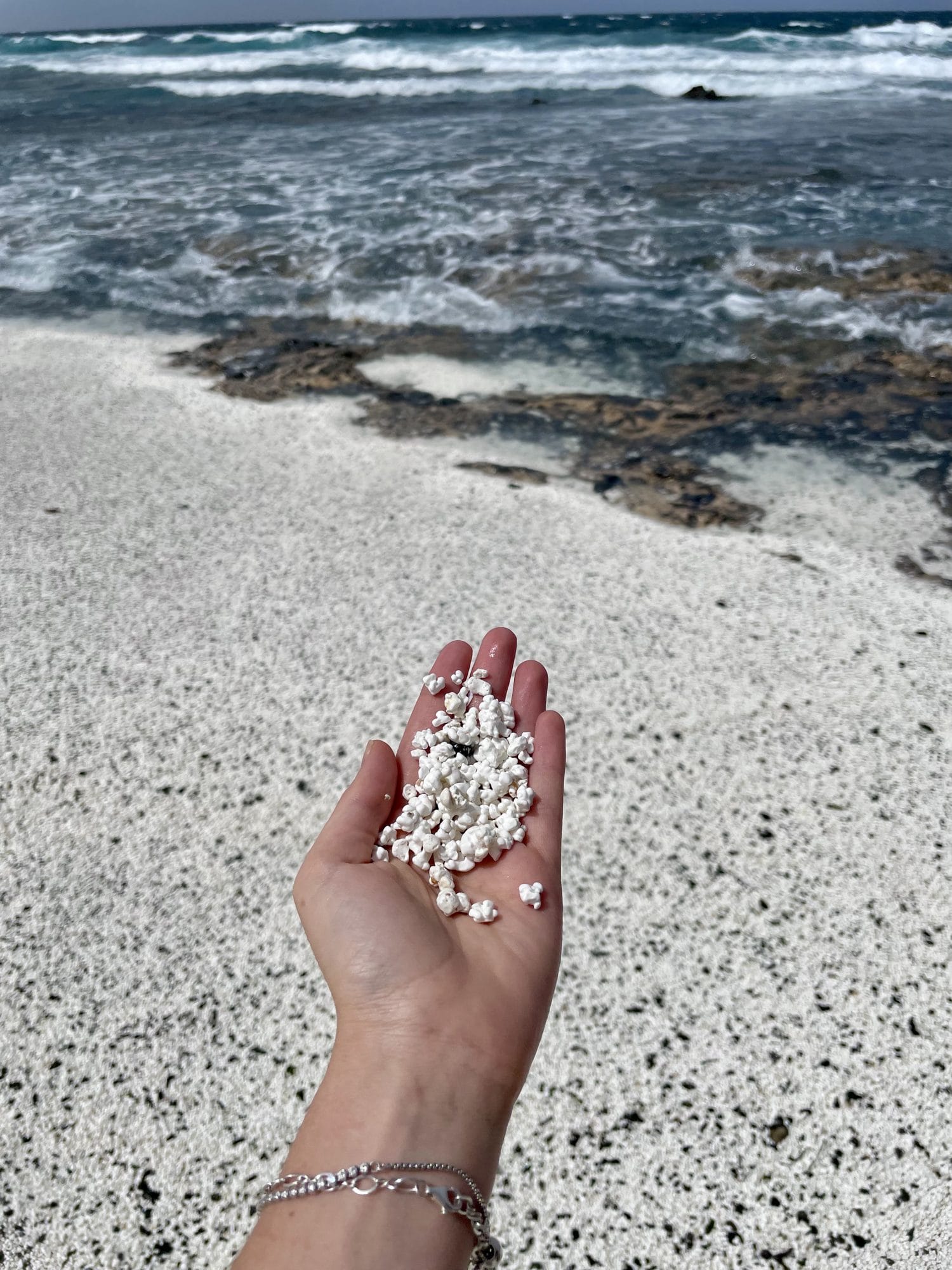 A handful of white rhodoliths on Popcorn Beach